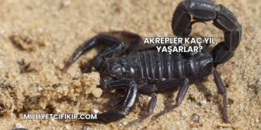 Akrepler Kaç Yıl Yaşarlar?