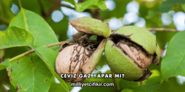 Ceviz Gaz Yapar mı?